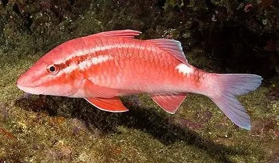 Whitesaddle goatfish