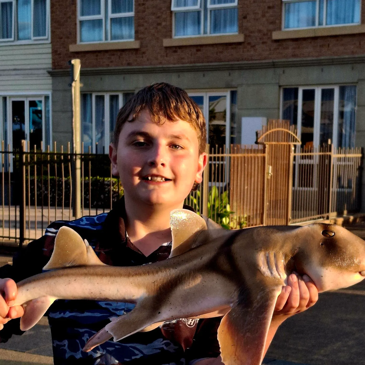 Port Jackson shark caught on Fishbrain