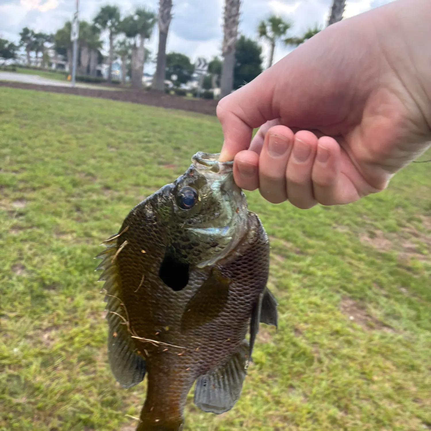 catch