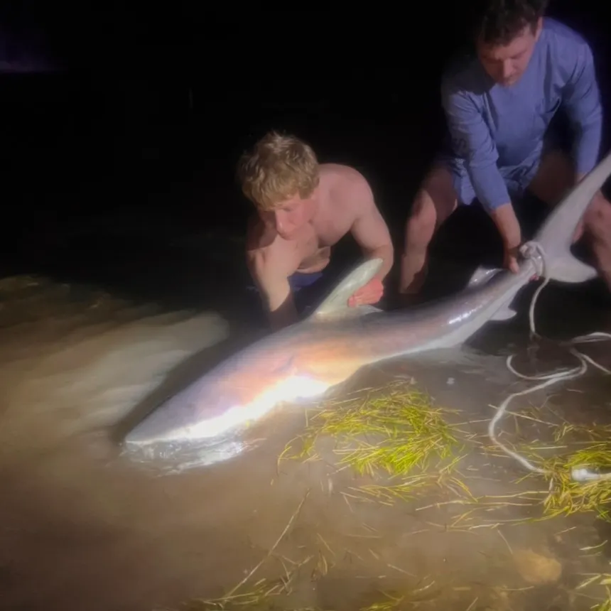 The most recent Caribbean reef shark catches on Fishbrain