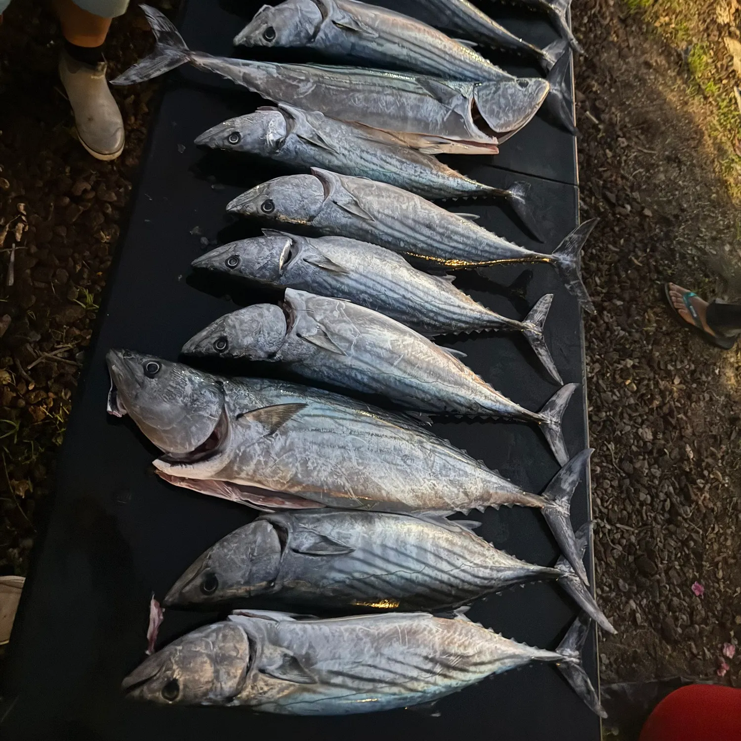 recently logged catches