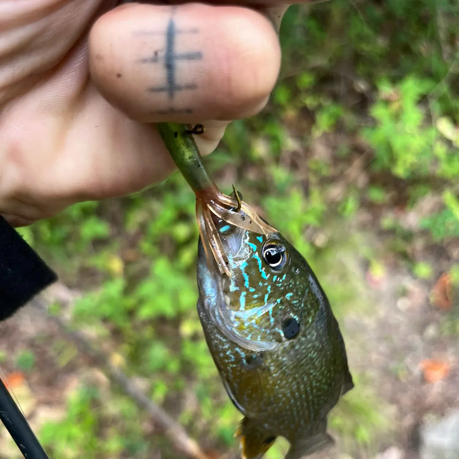 Green sunfish caught on Fishbrain