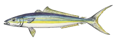 Rainbow runner