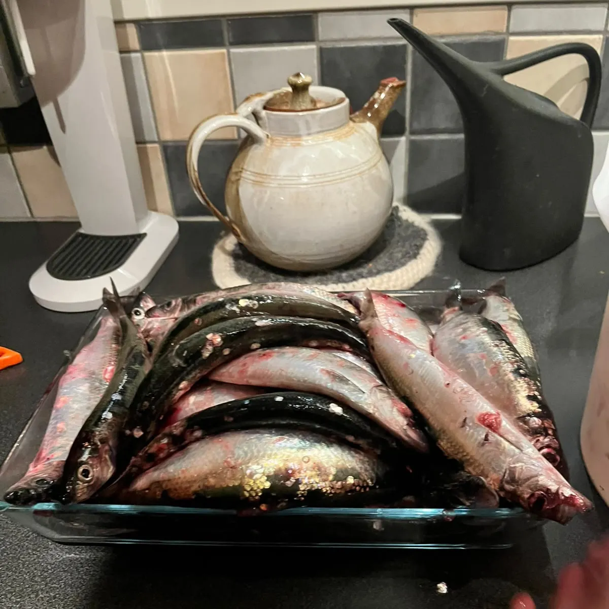 Atlantic herring caught on Fishbrain