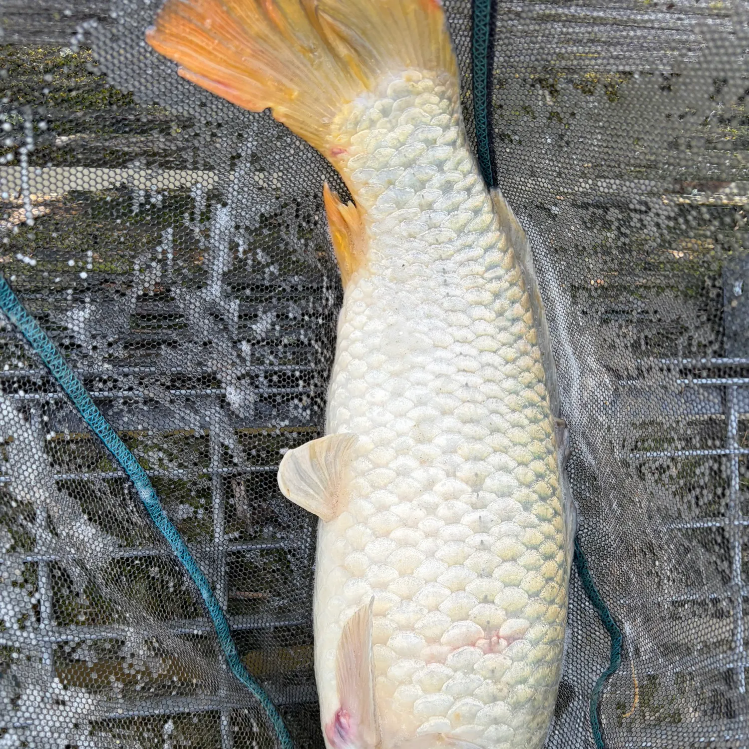 Common carp caught on Fishbrain