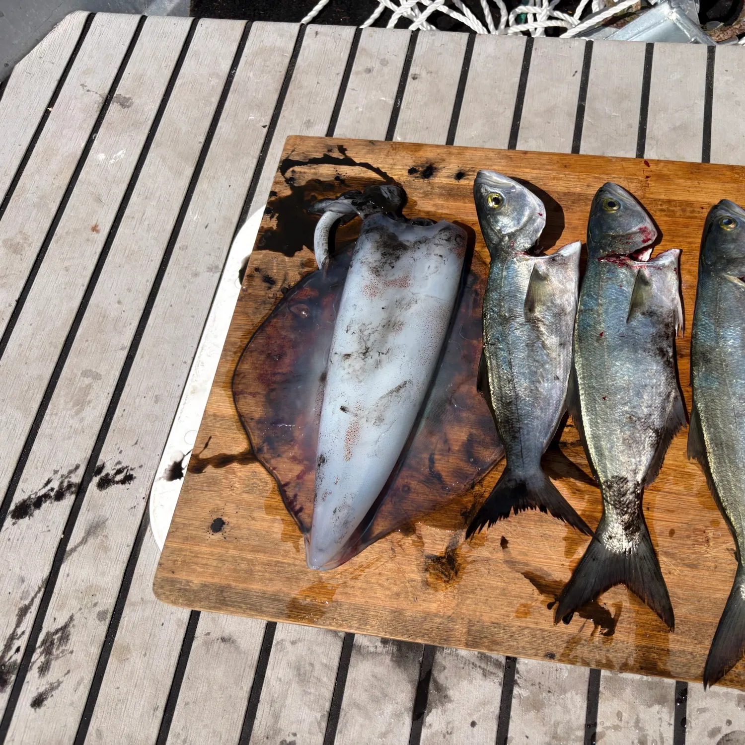 Fish caught on Fishbrain