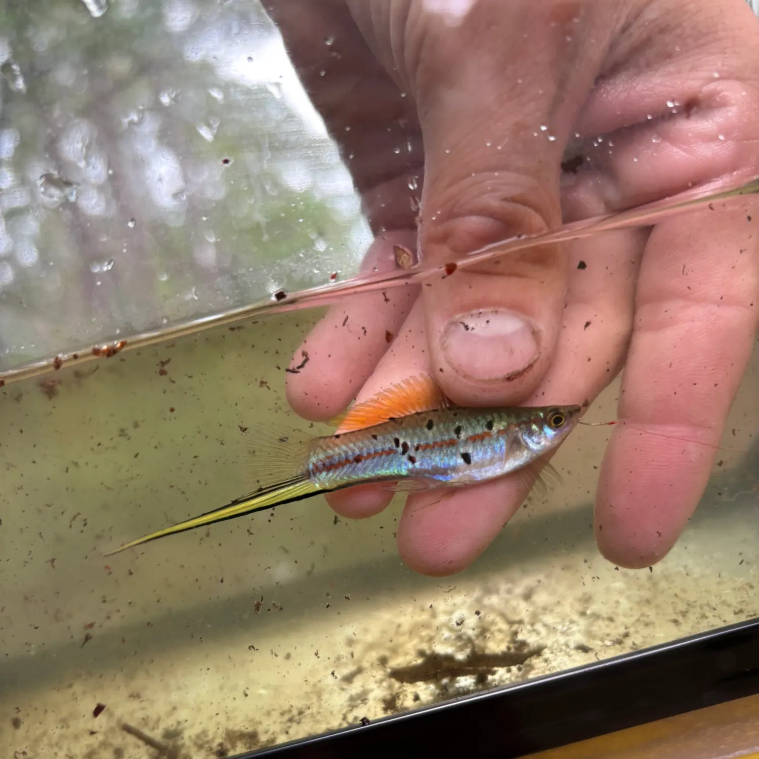 The most recent Green swordtail catches on Fishbrain