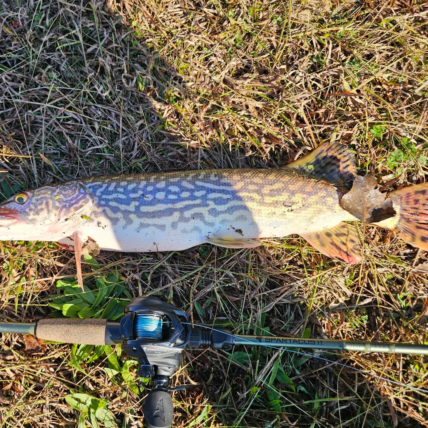 Chain pickerel caught on Fishbrain
