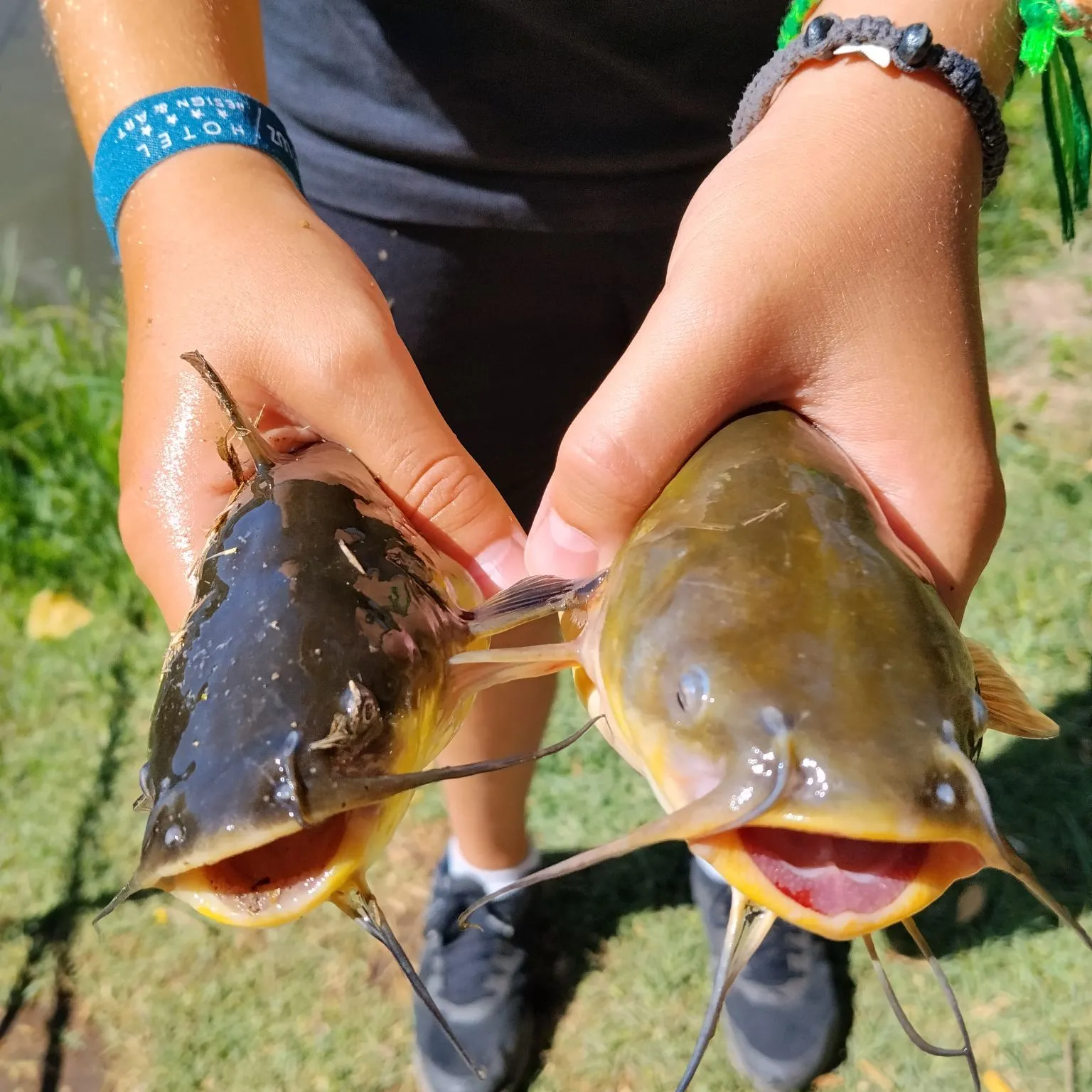 North African catfish caught on Fishbrain