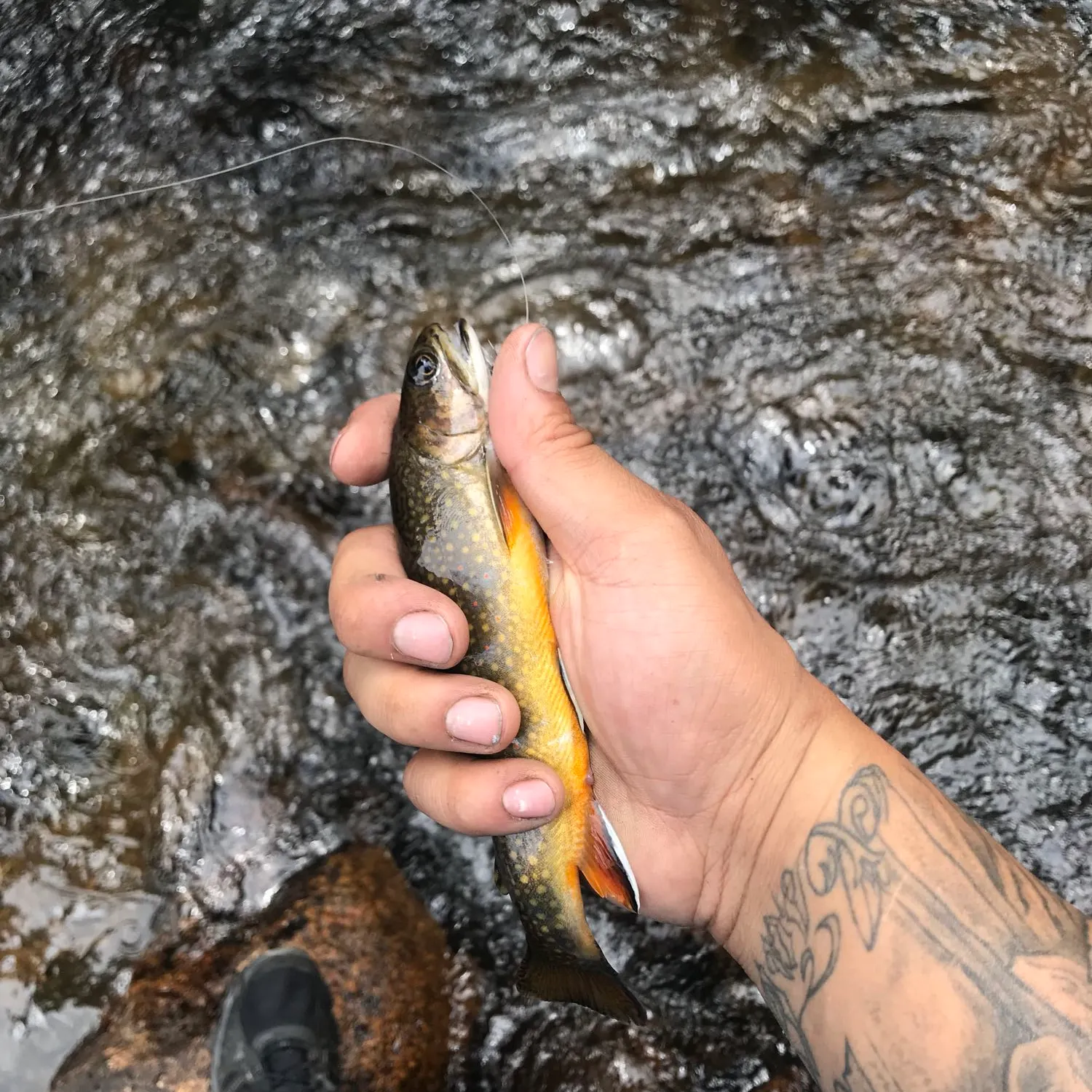 recently logged catches