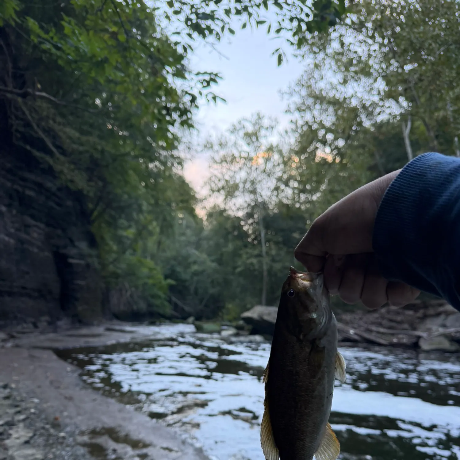 Smallmouth bass caught on Fishbrain