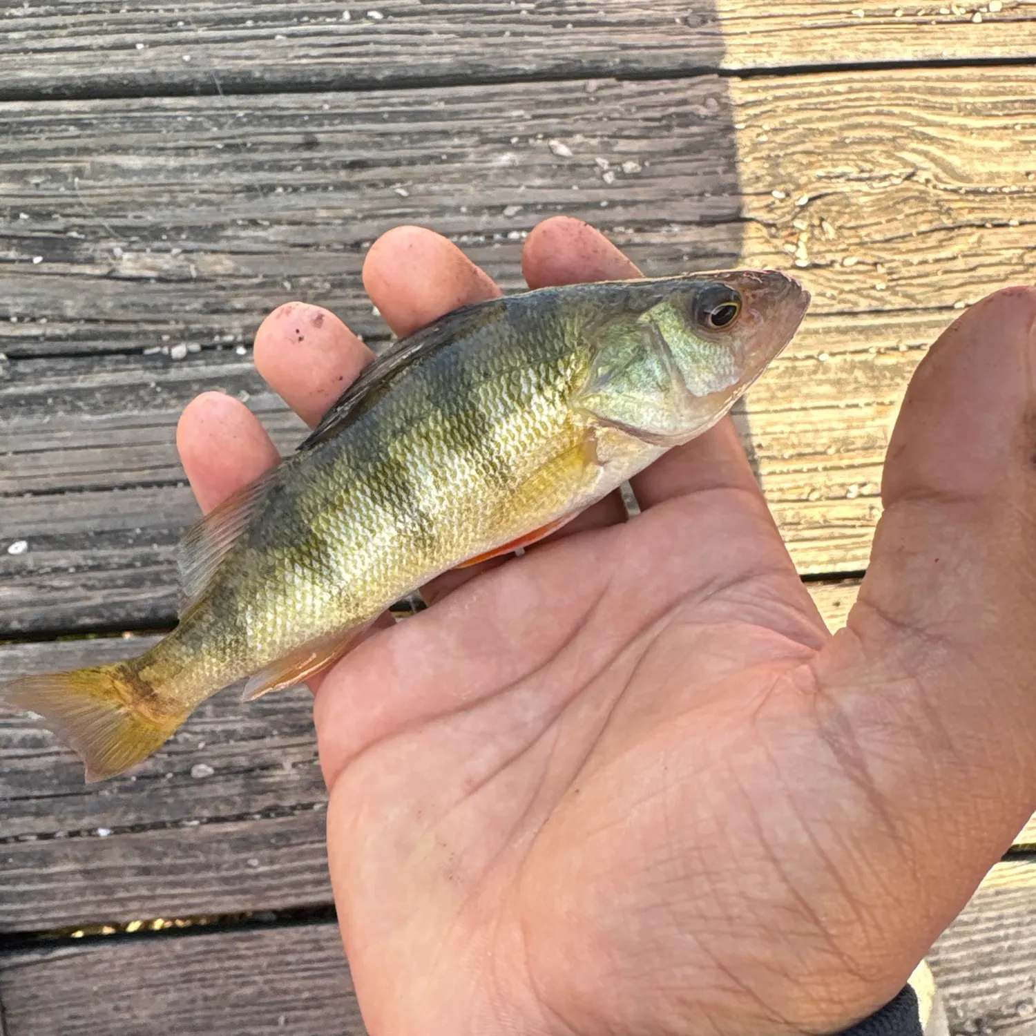 Yellow perch caught on Fishbrain