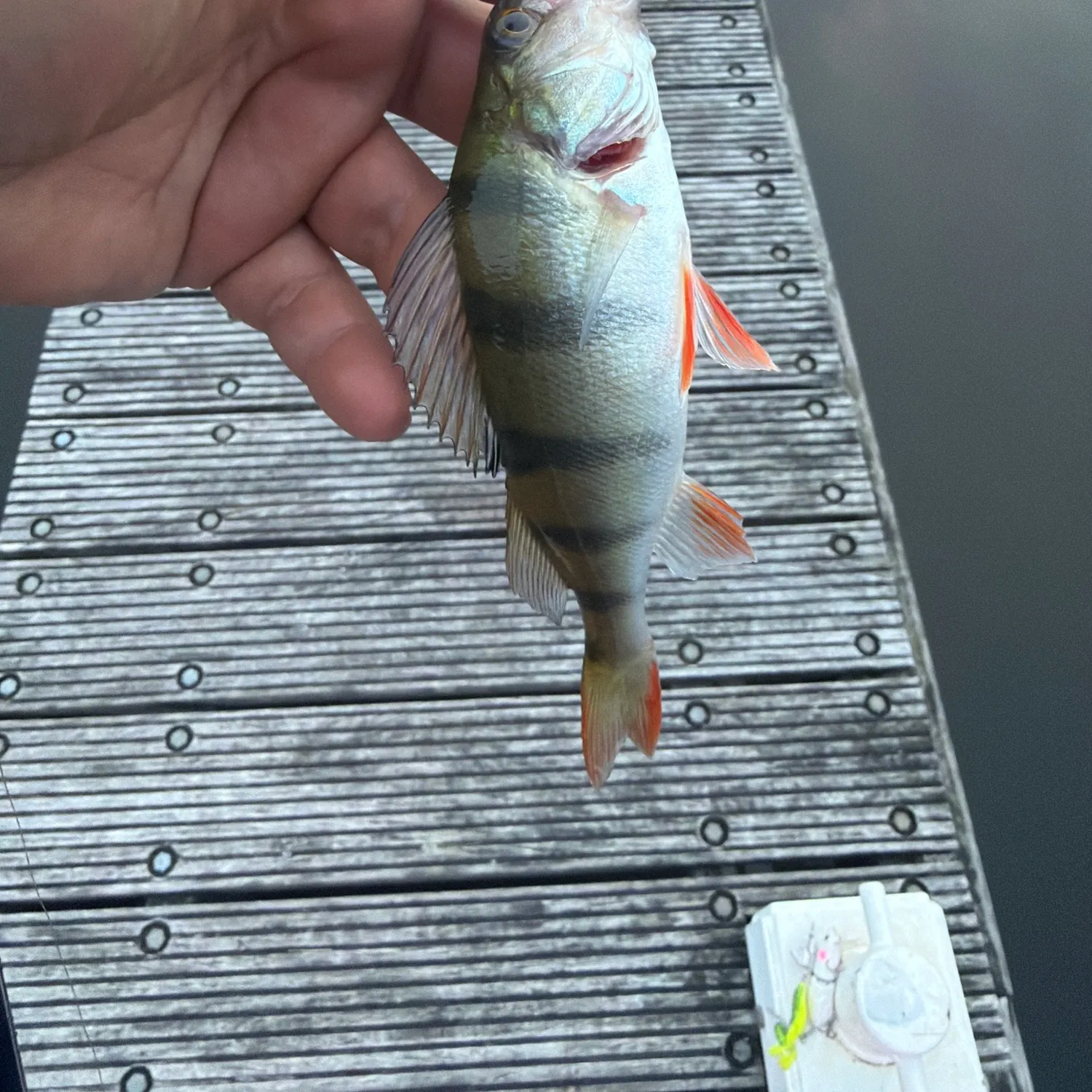 European perch caught on Fishbrain