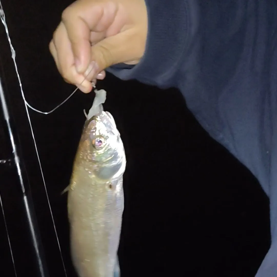 Fish caught on Fishbrain