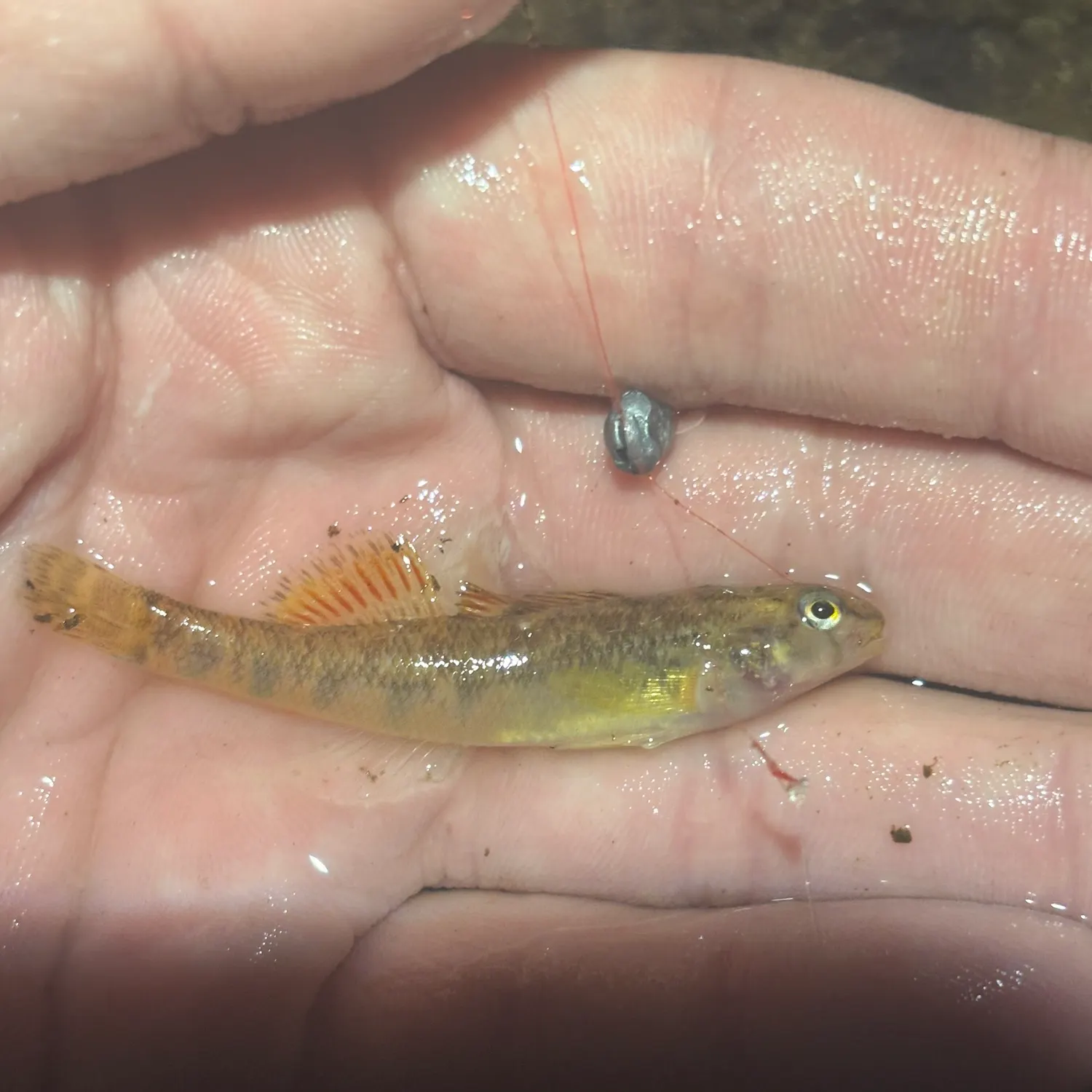 Warioto darter caught on Fishbrain