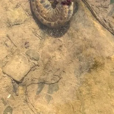 The most recent Common mudpuppy catches on Fishbrain