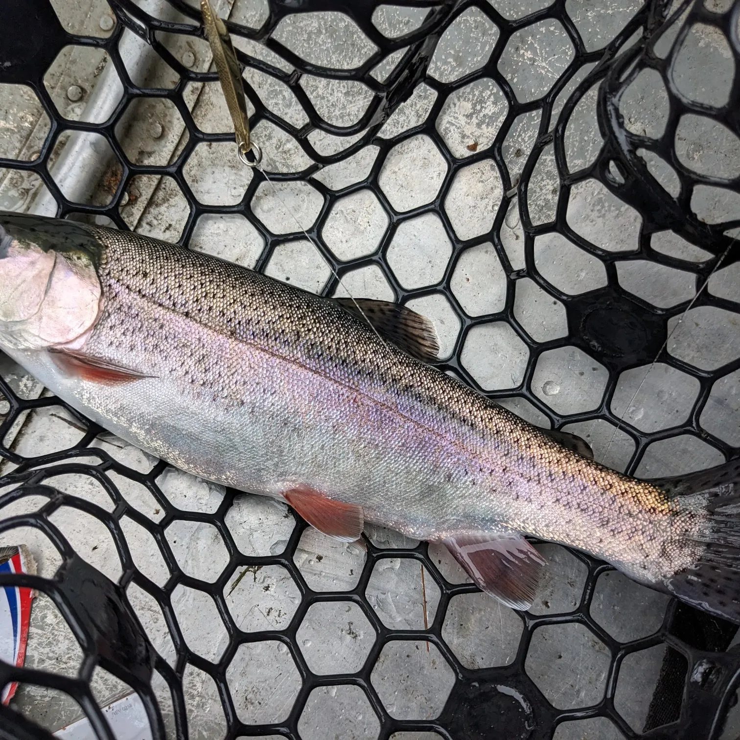 ᐅ Hazel Lake fishing reports🎣• Longville, MN (United States) fishing