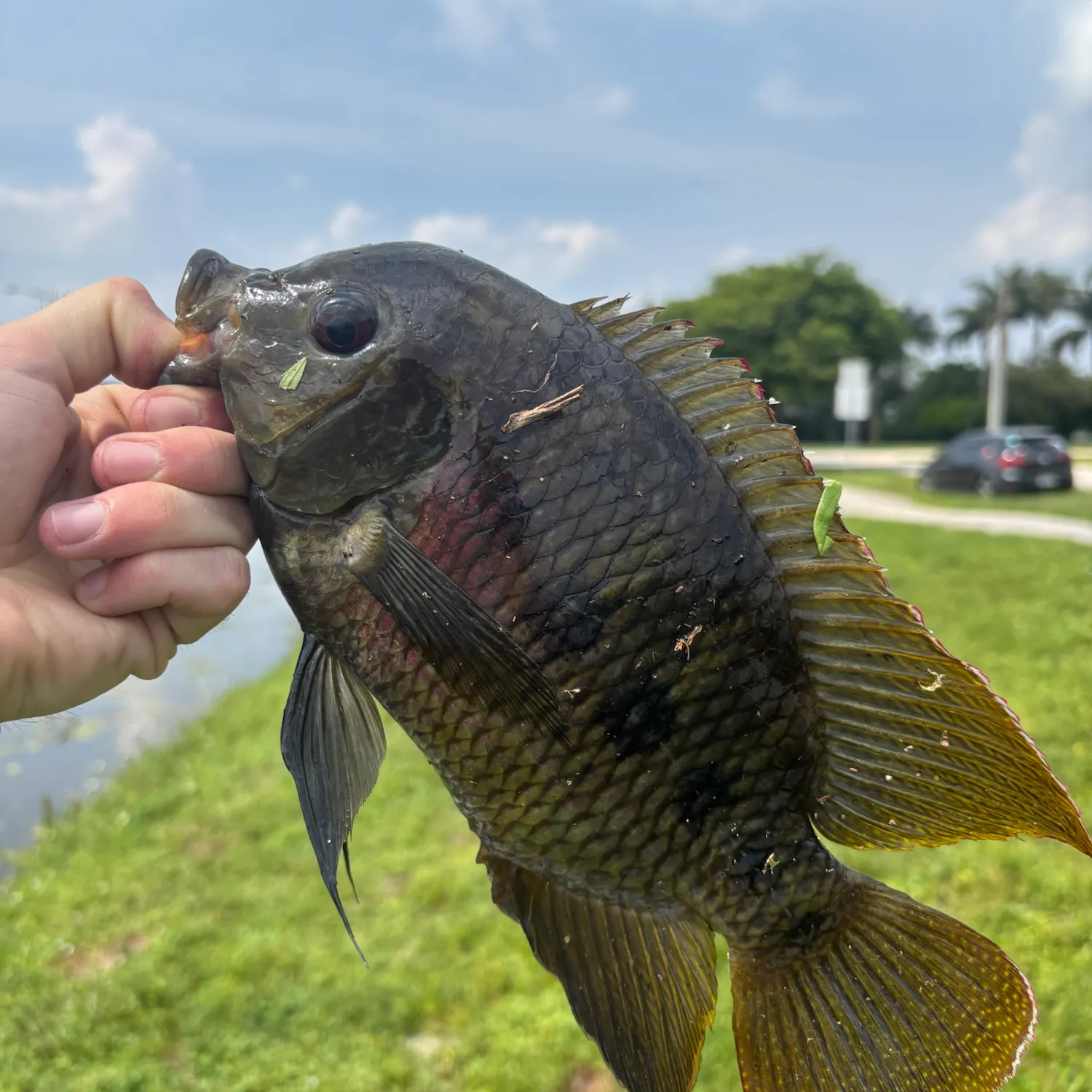 catch