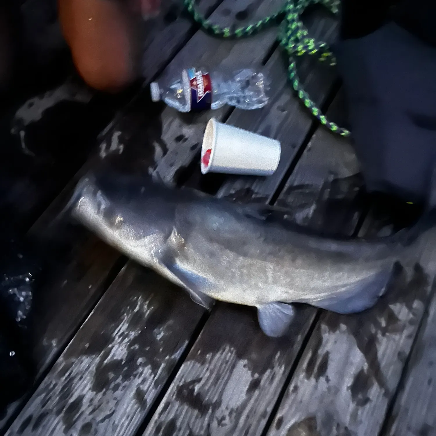 Channel catfish caught on Fishbrain
