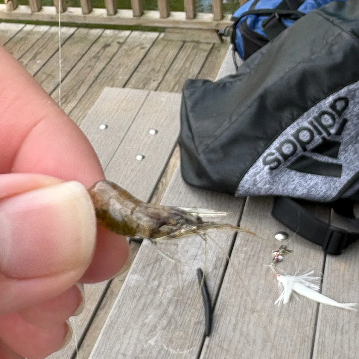 The most recent Signal crayfish catches on Fishbrain