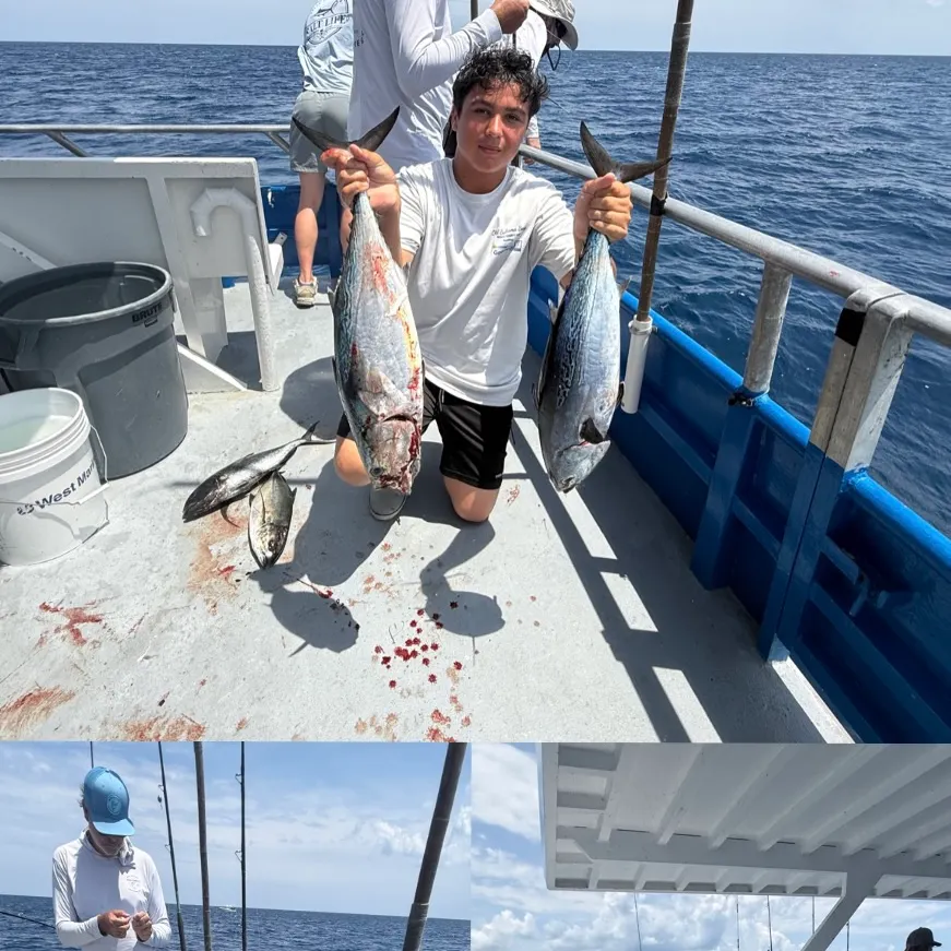 The most recent Little tunny catches on Fishbrain