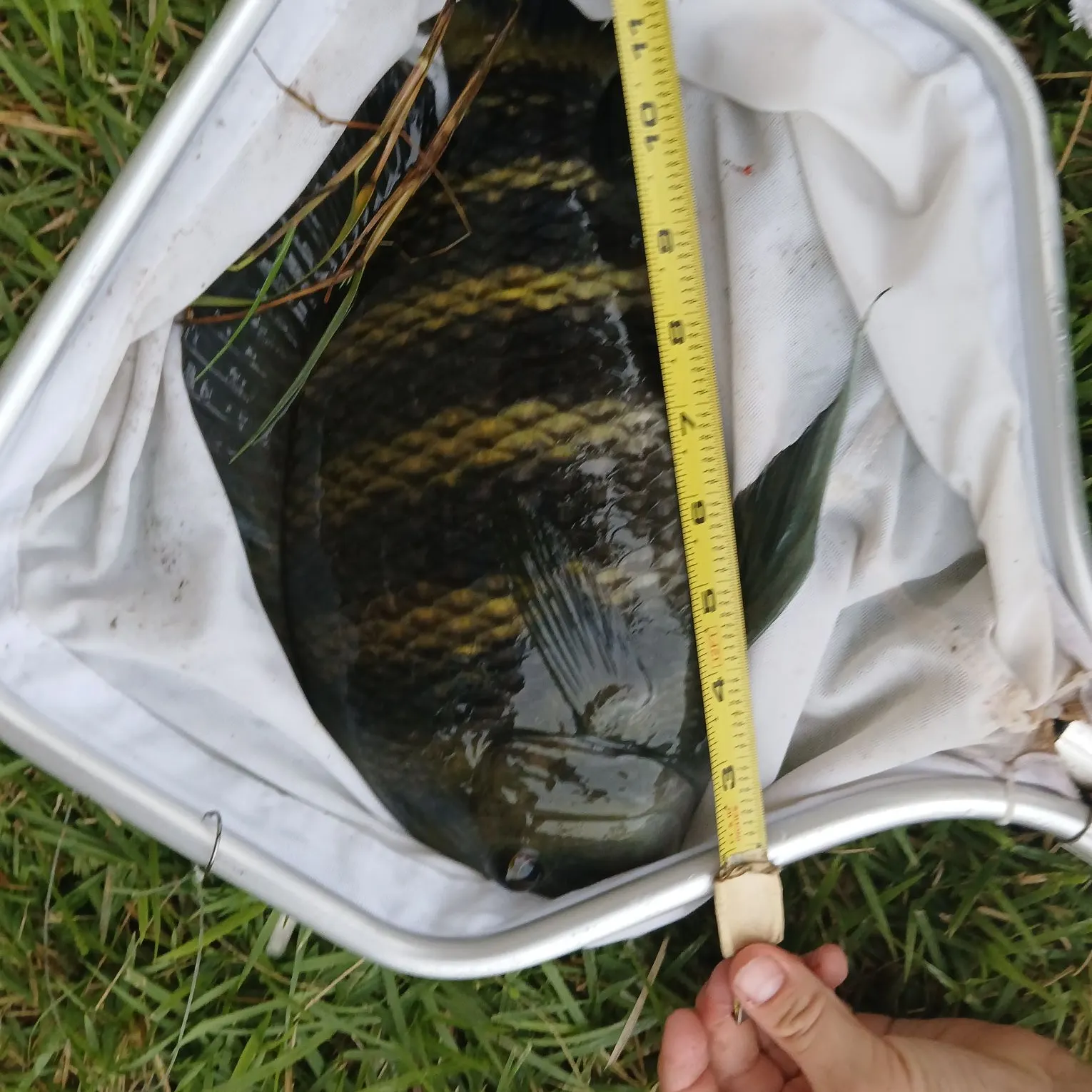 The most recent Zebra tilapia catches on Fishbrain