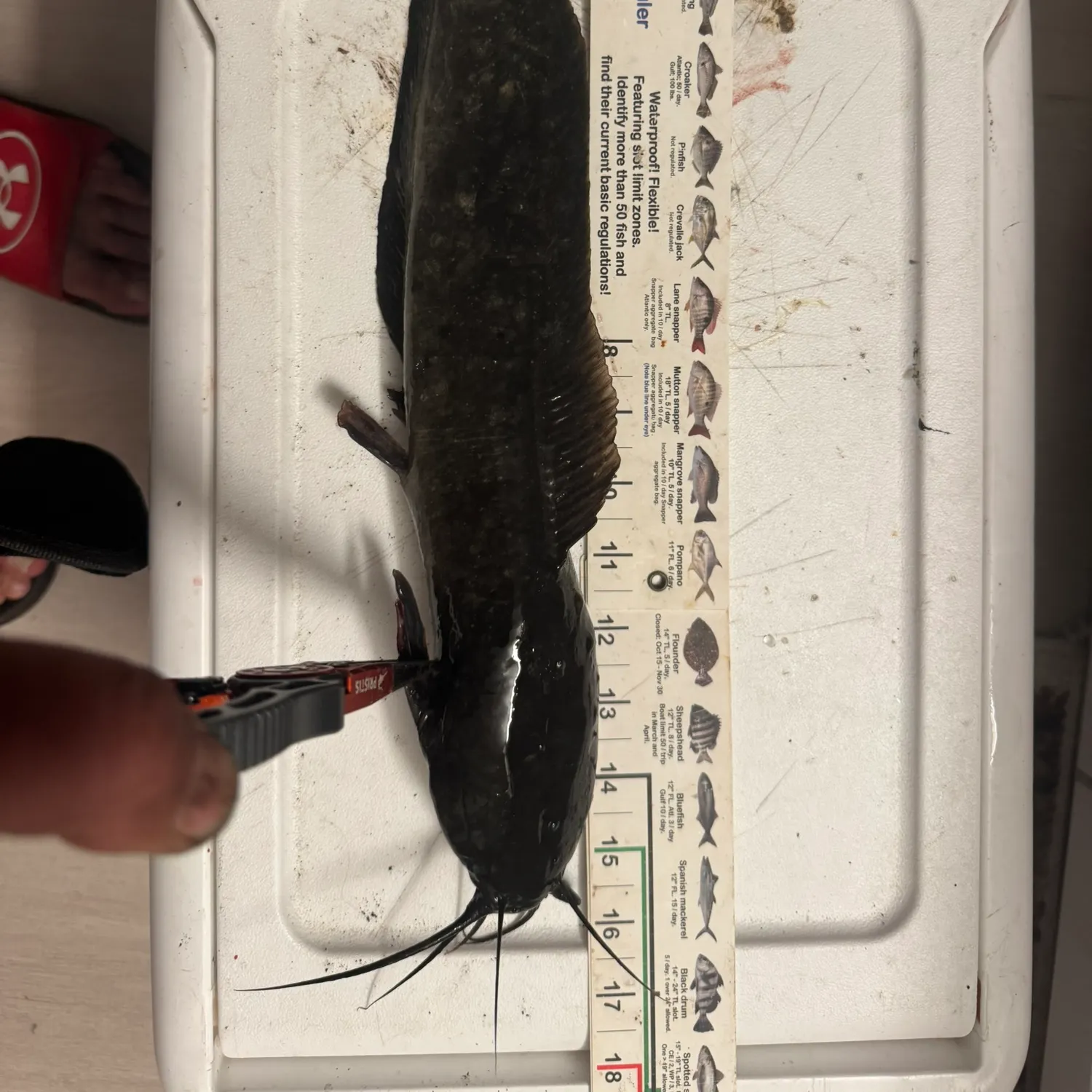 The most recent Walking catfish catches on Fishbrain