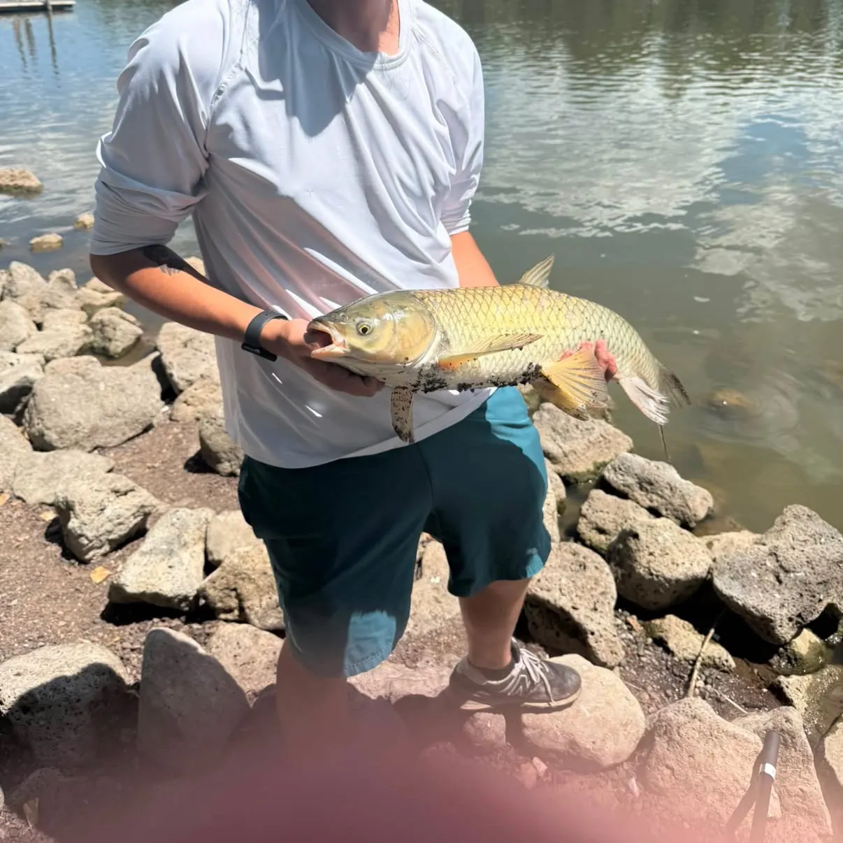 Grass carp caught on Fishbrain