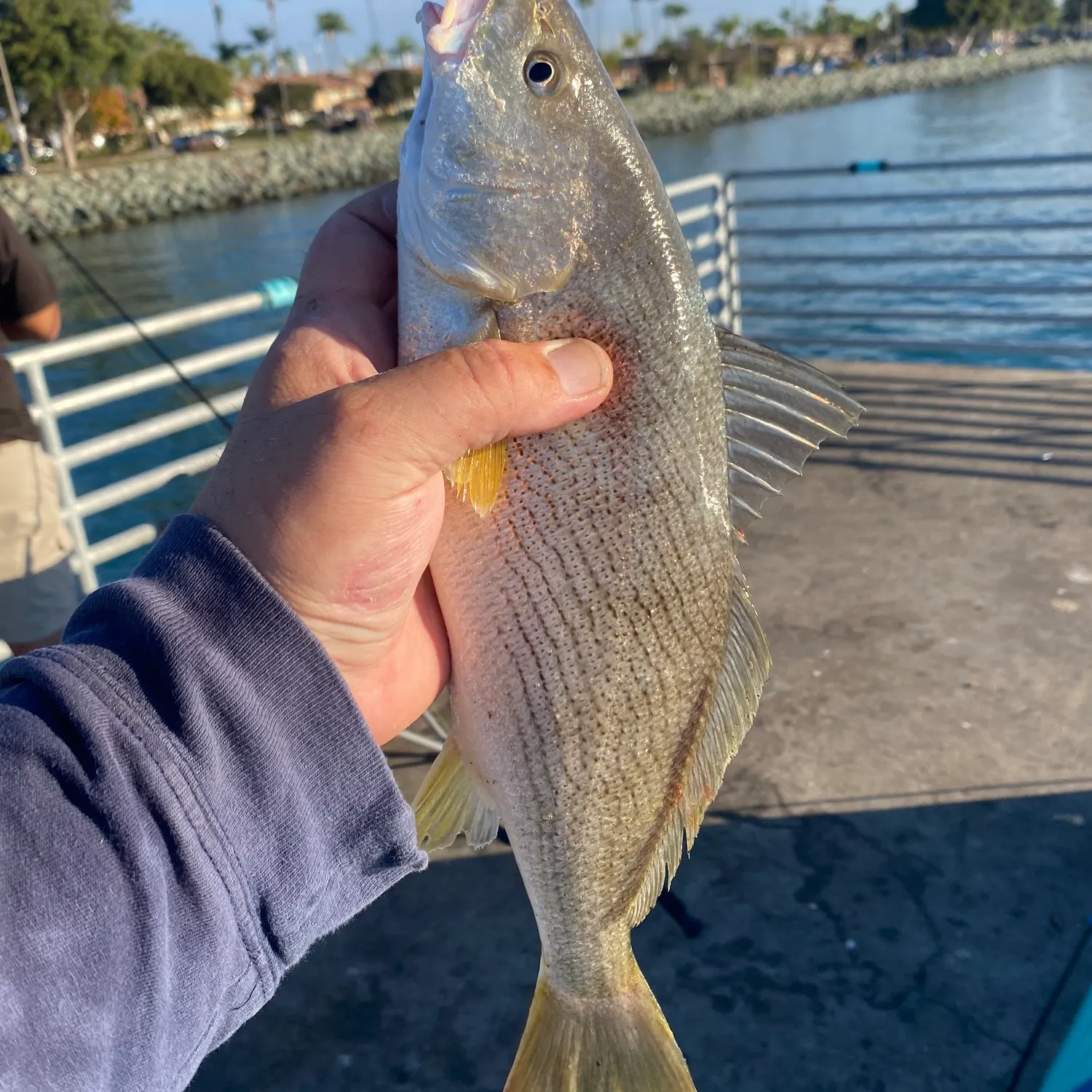 Yellowfin croaker caught on Fishbrain