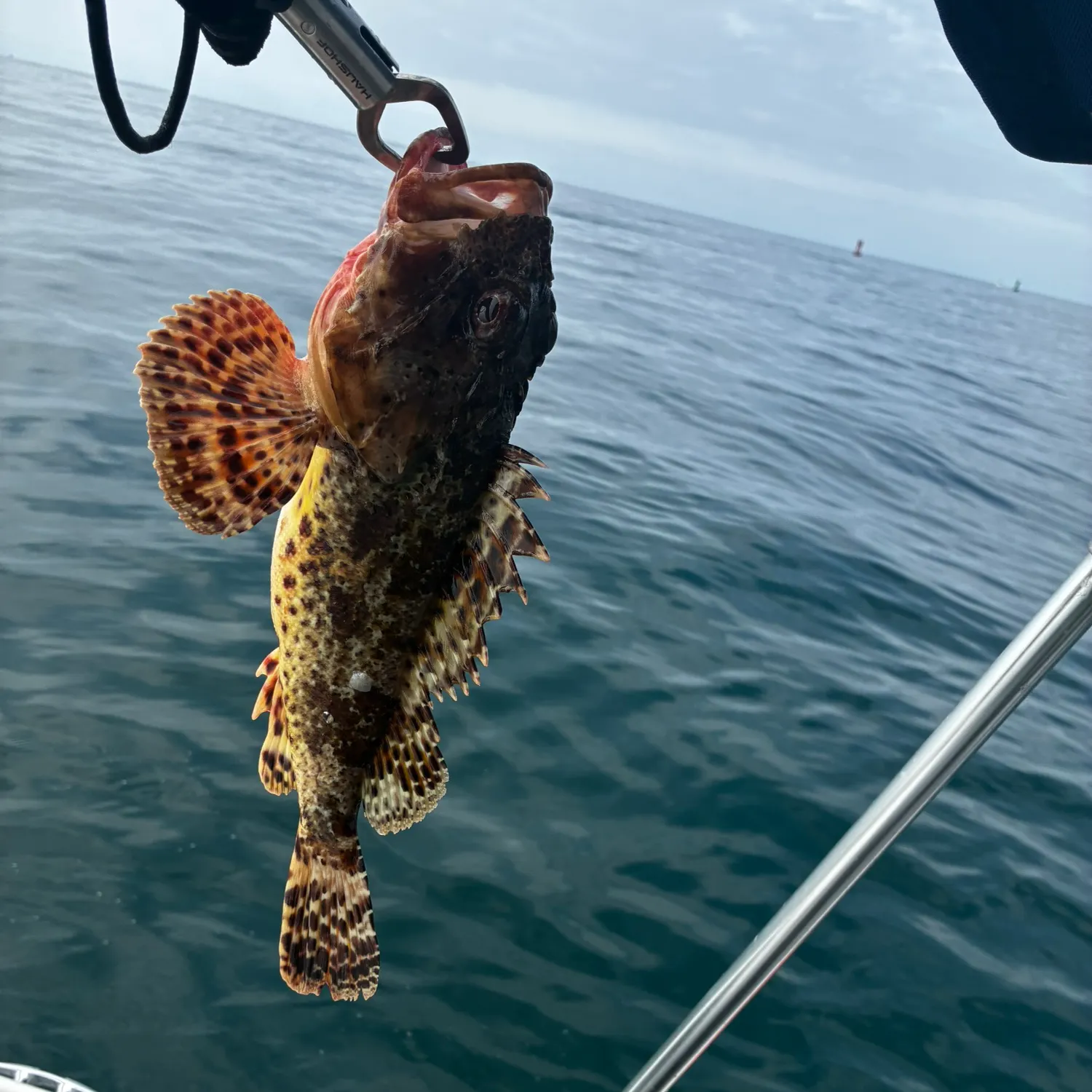 California scorpionfish caught on Fishbrain