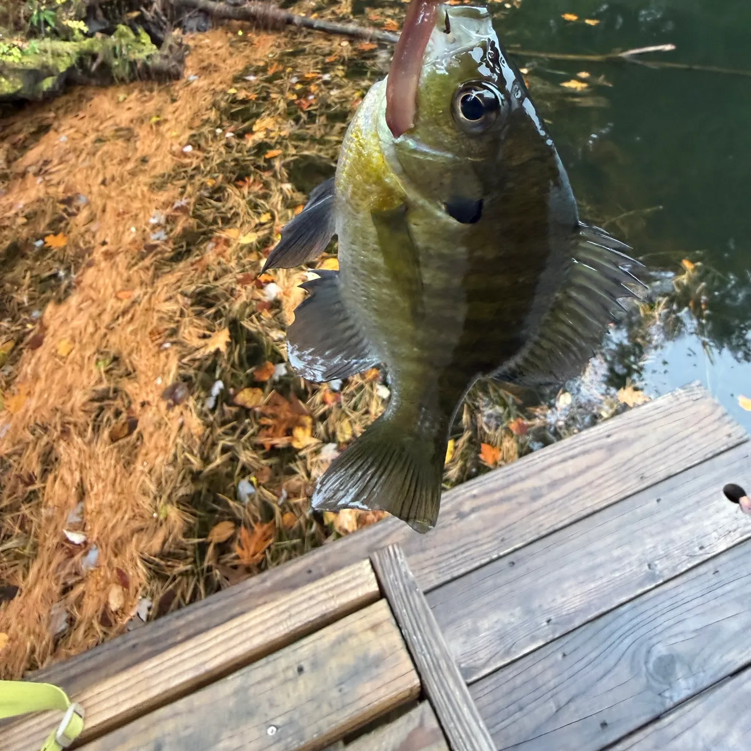Bluegill caught on Fishbrain