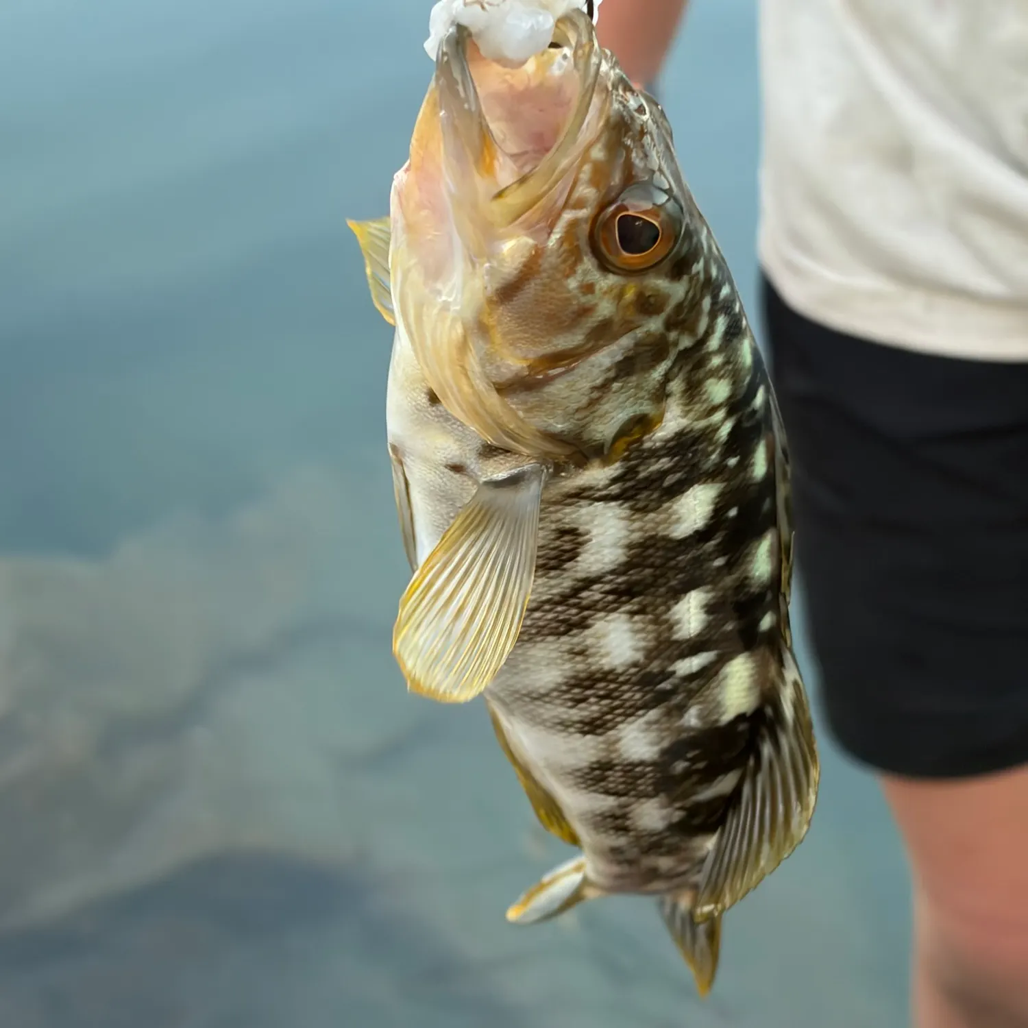 Kelp bass caught on Fishbrain