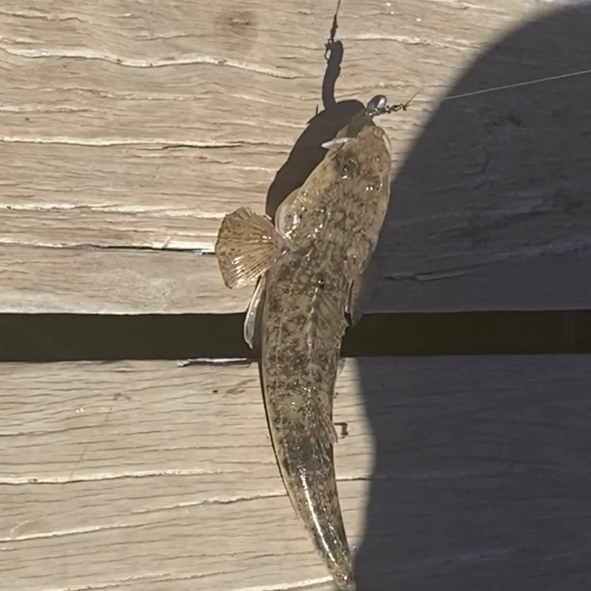 The most recent Bartail flathead catches on Fishbrain