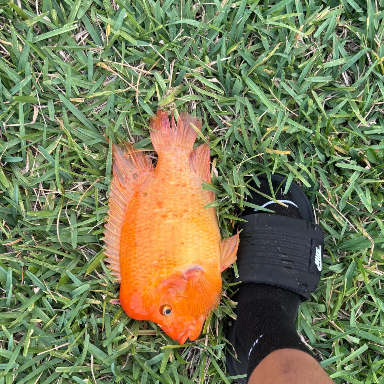 The most recent Midas cichlid catches on Fishbrain