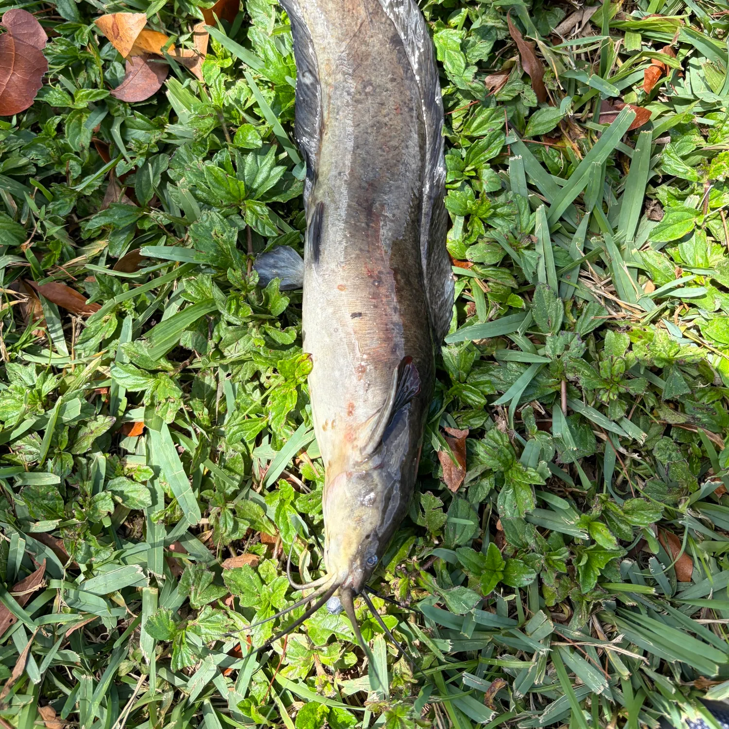 The most recent Walking catfish catches on Fishbrain