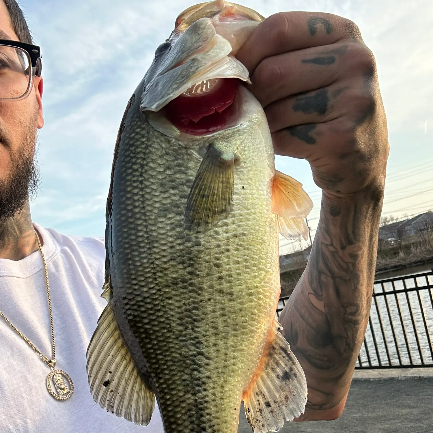 The most recent Largemouth bass catches on Fishbrain