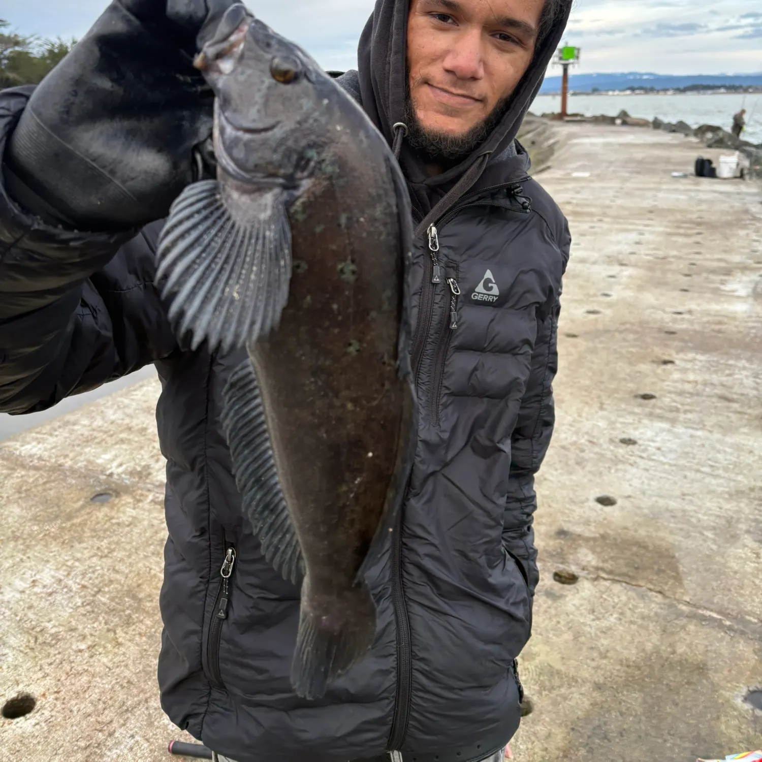 The most recent Kelp greenling catches on Fishbrain