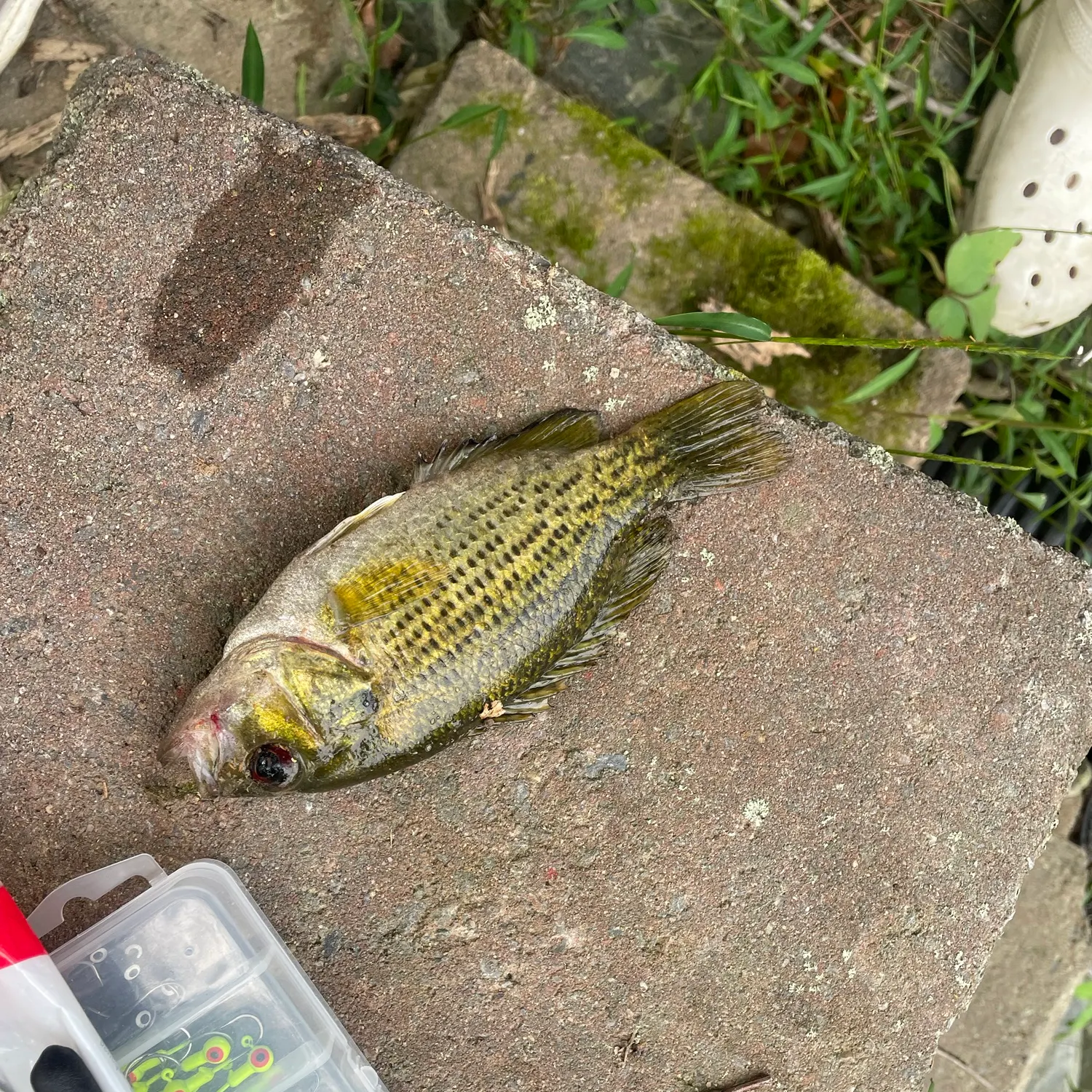 Rock bass caught on Fishbrain