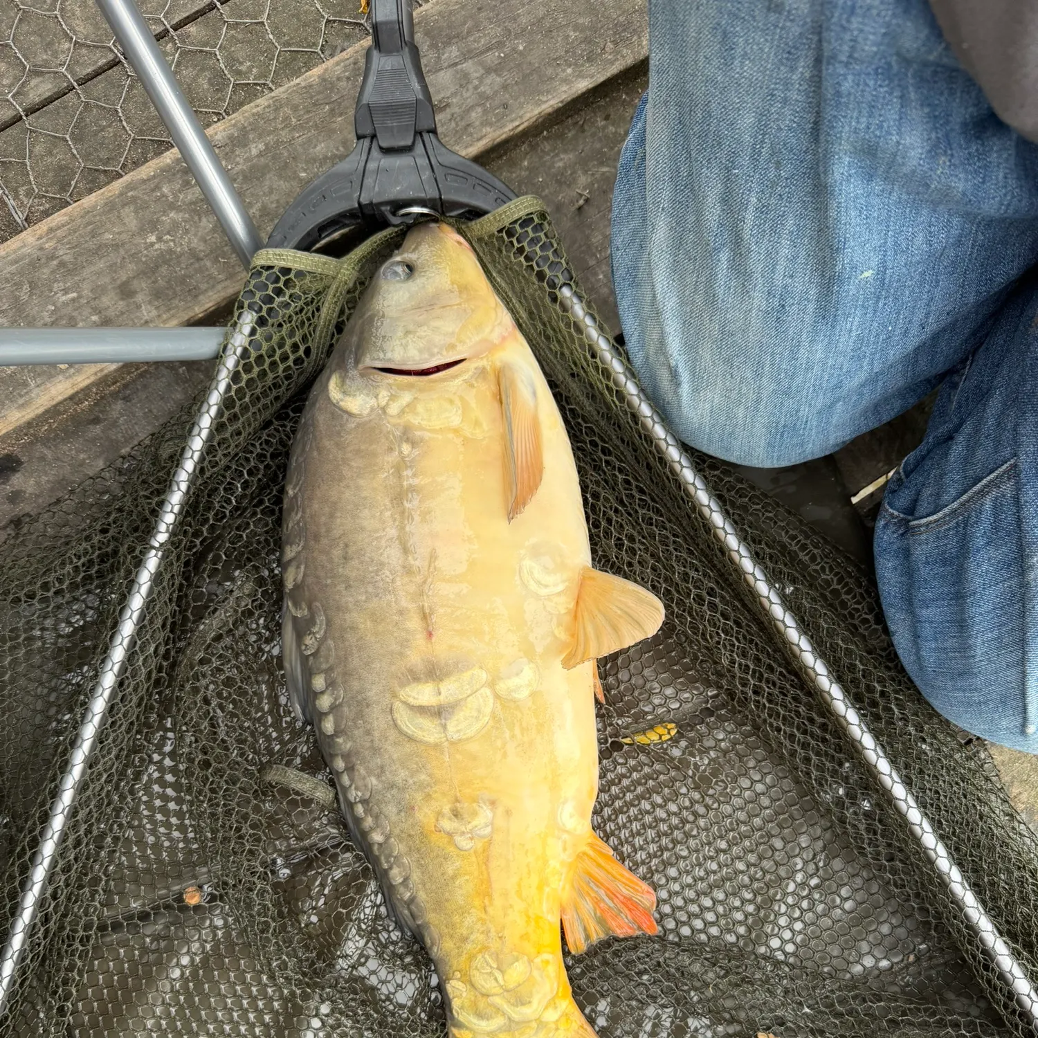 Mirror carp caught on Fishbrain