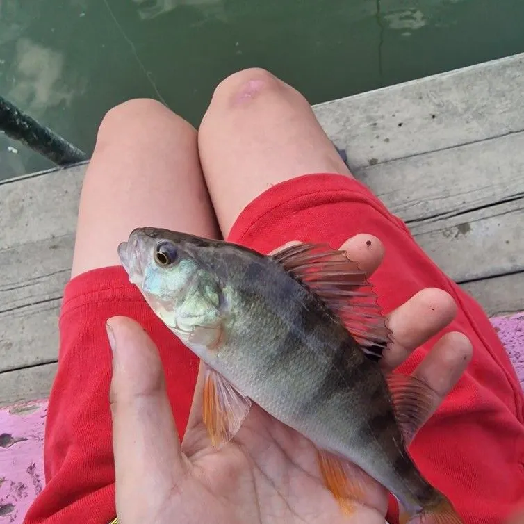European perch caught on Fishbrain