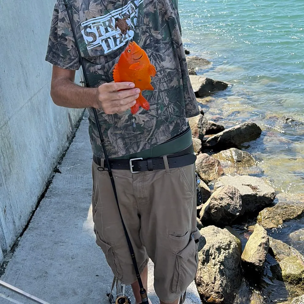 The most recent Garibaldi damselfish catches on Fishbrain