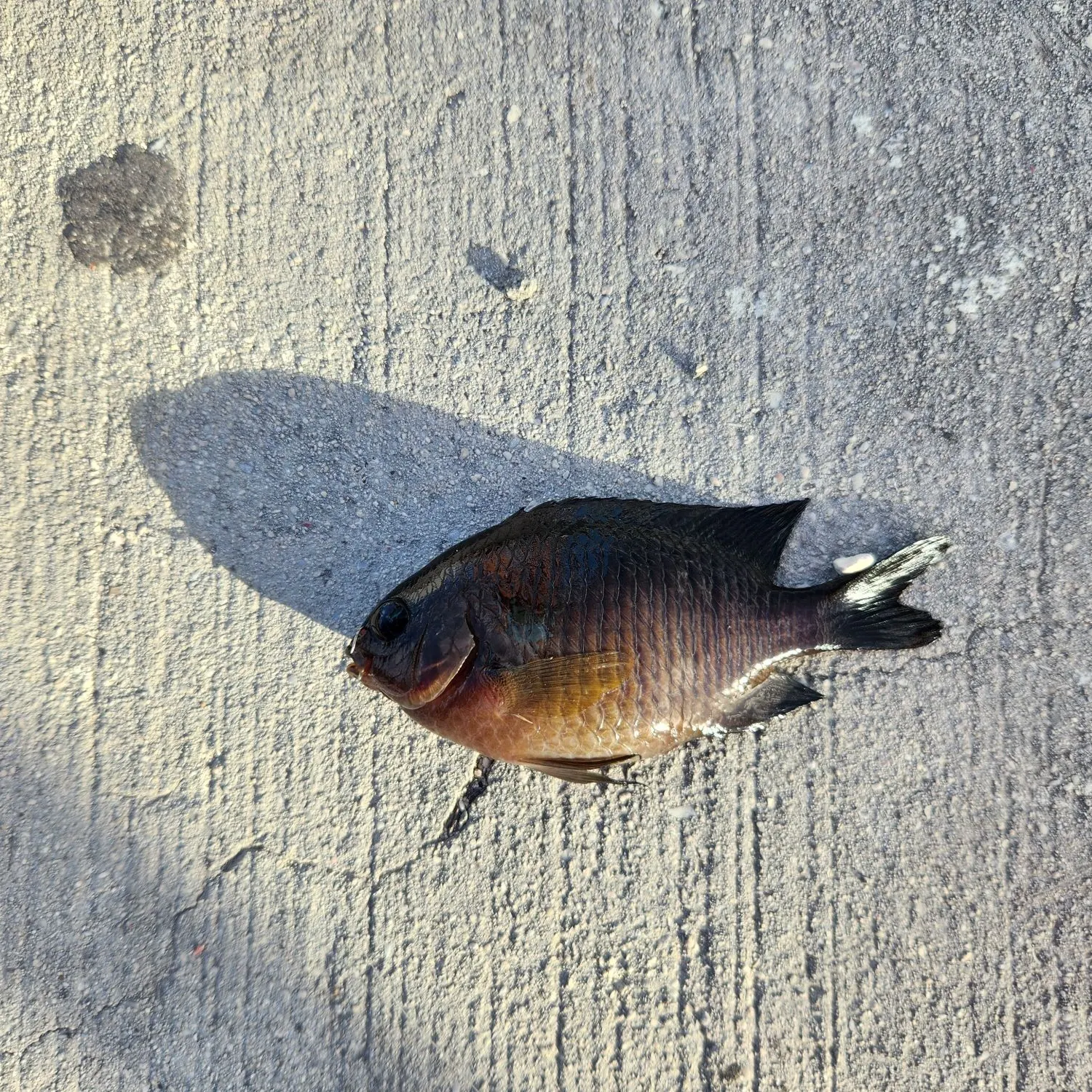 The most recent Dusky damselfish catches on Fishbrain