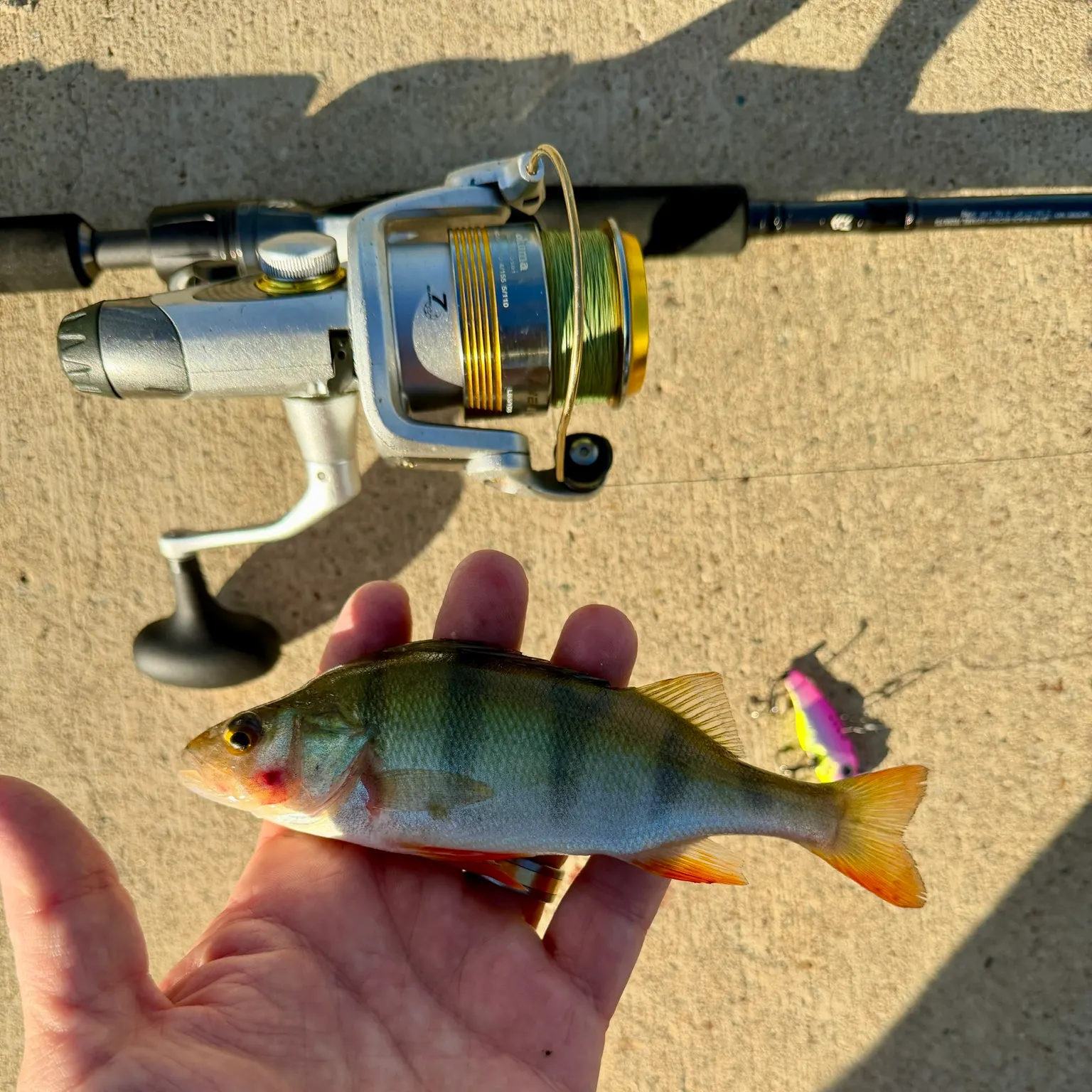 The most recent European perch catches on Fishbrain