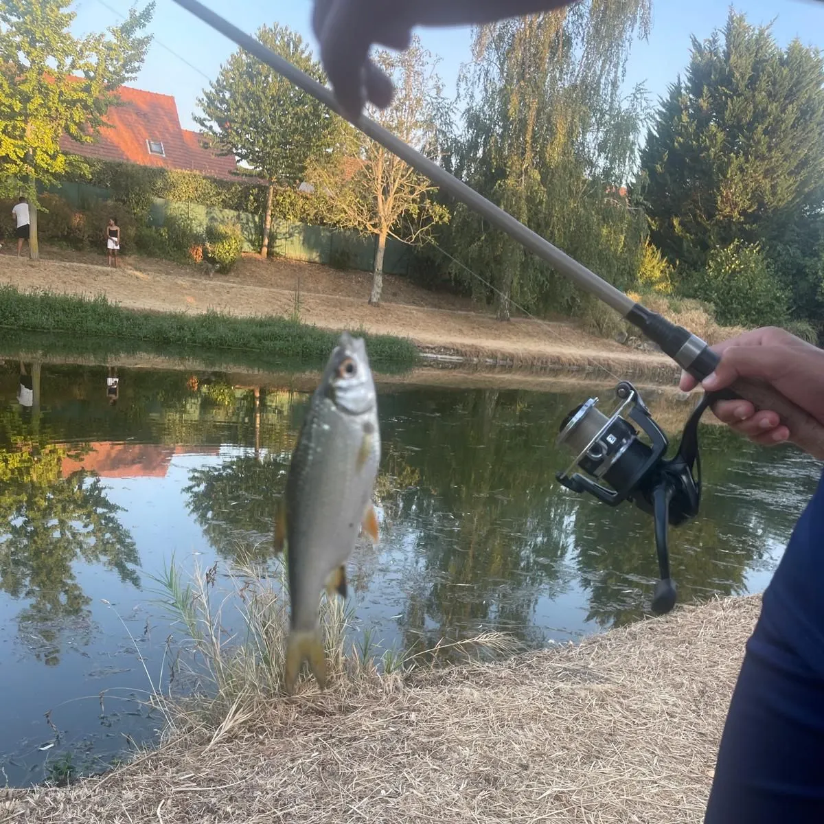 Common roach caught on Fishbrain