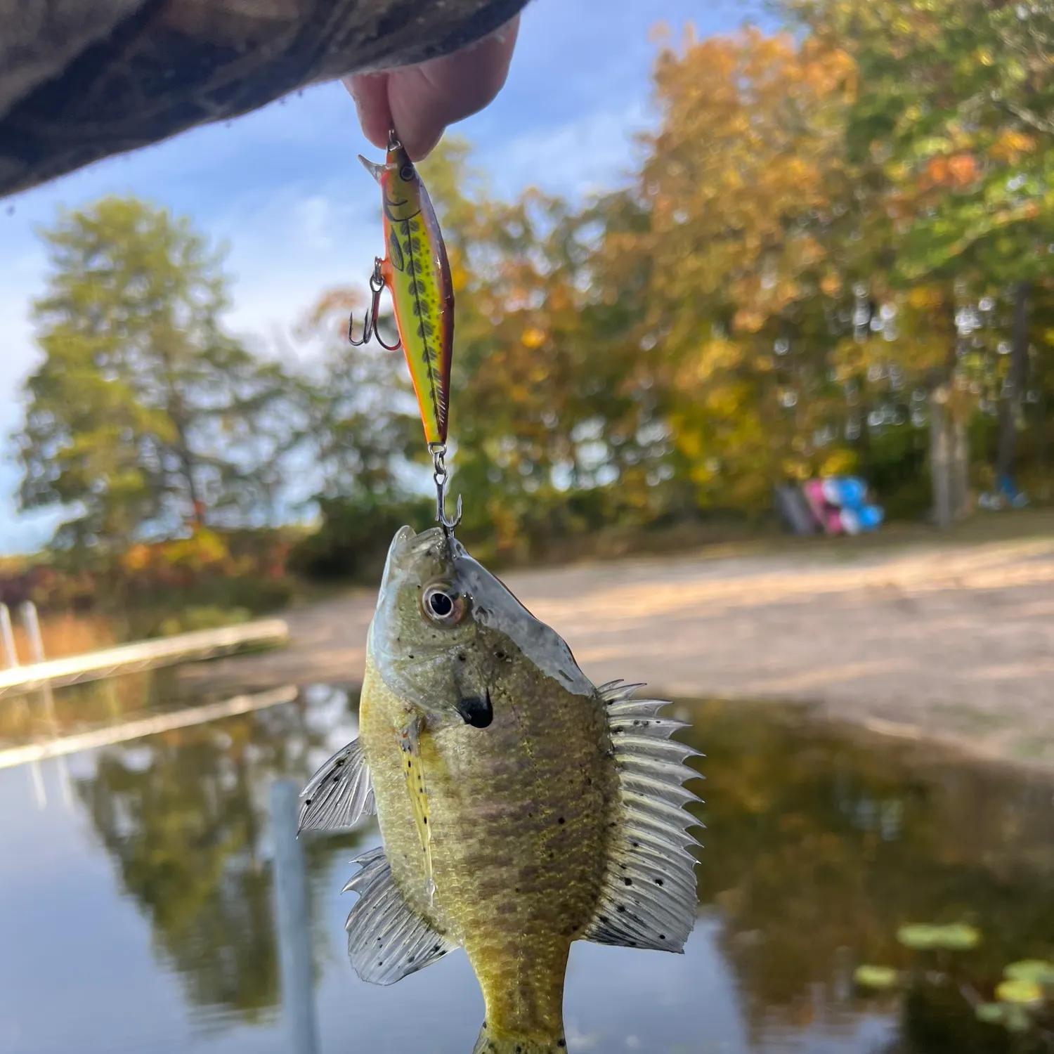 Bluegill caught on Fishbrain