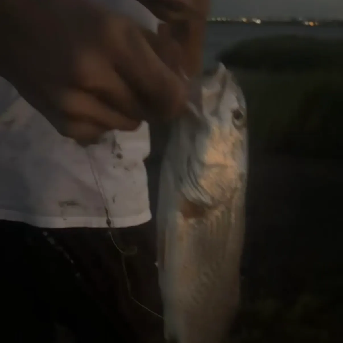 Red drum caught on Fishbrain