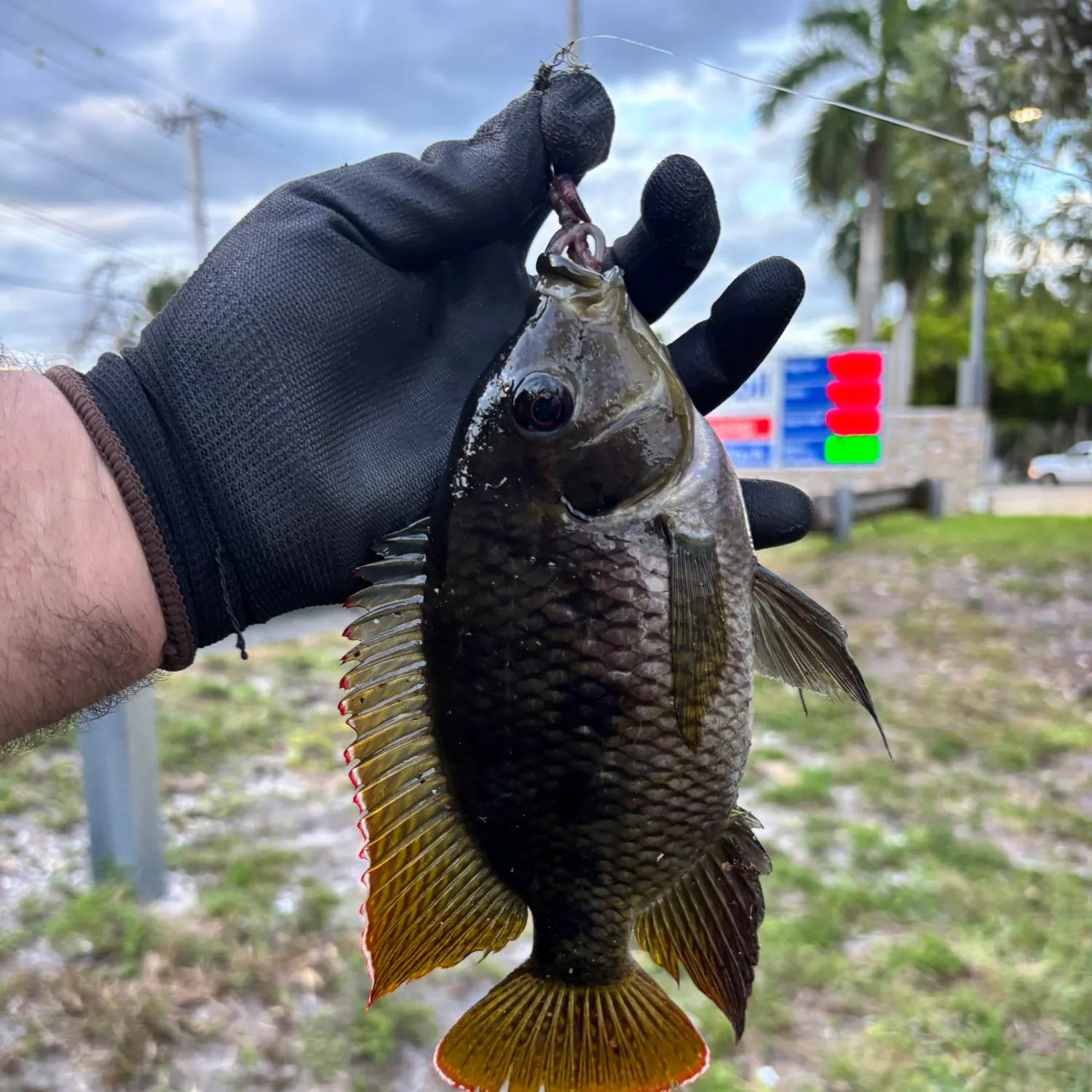 Spotted tilapia caught on Fishbrain