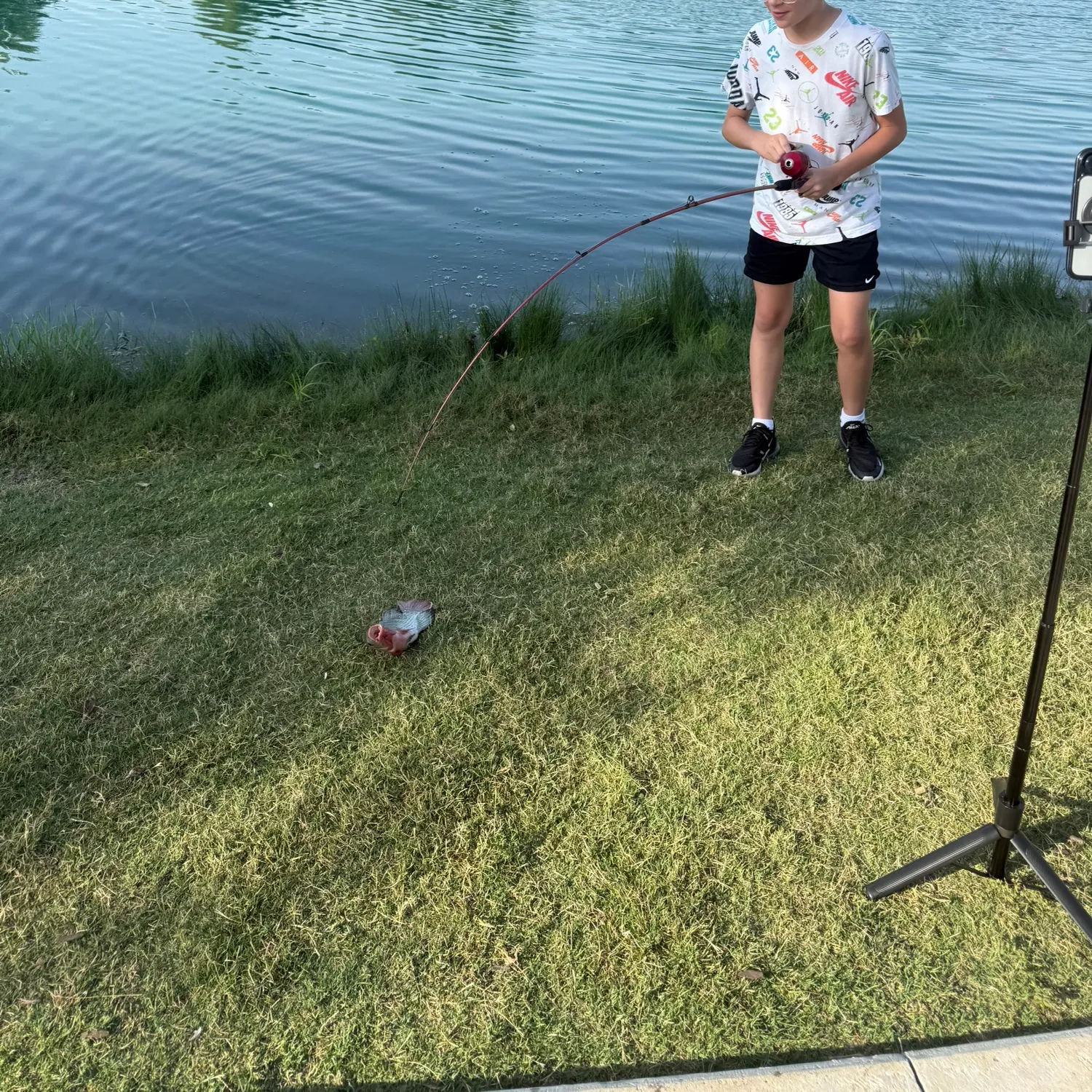 Nile tilapia caught on Fishbrain