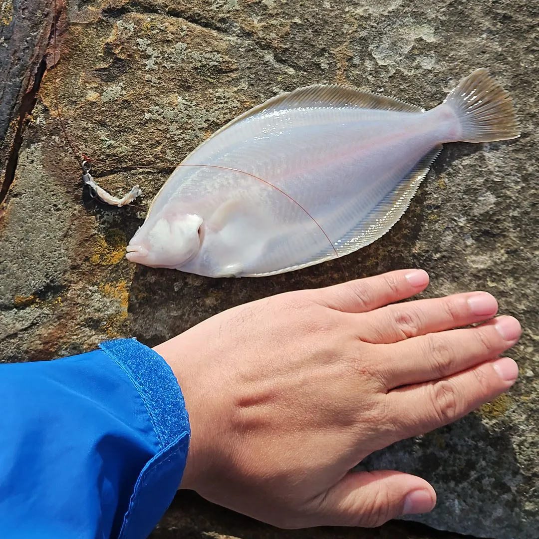 The most recent European flounder catches on Fishbrain