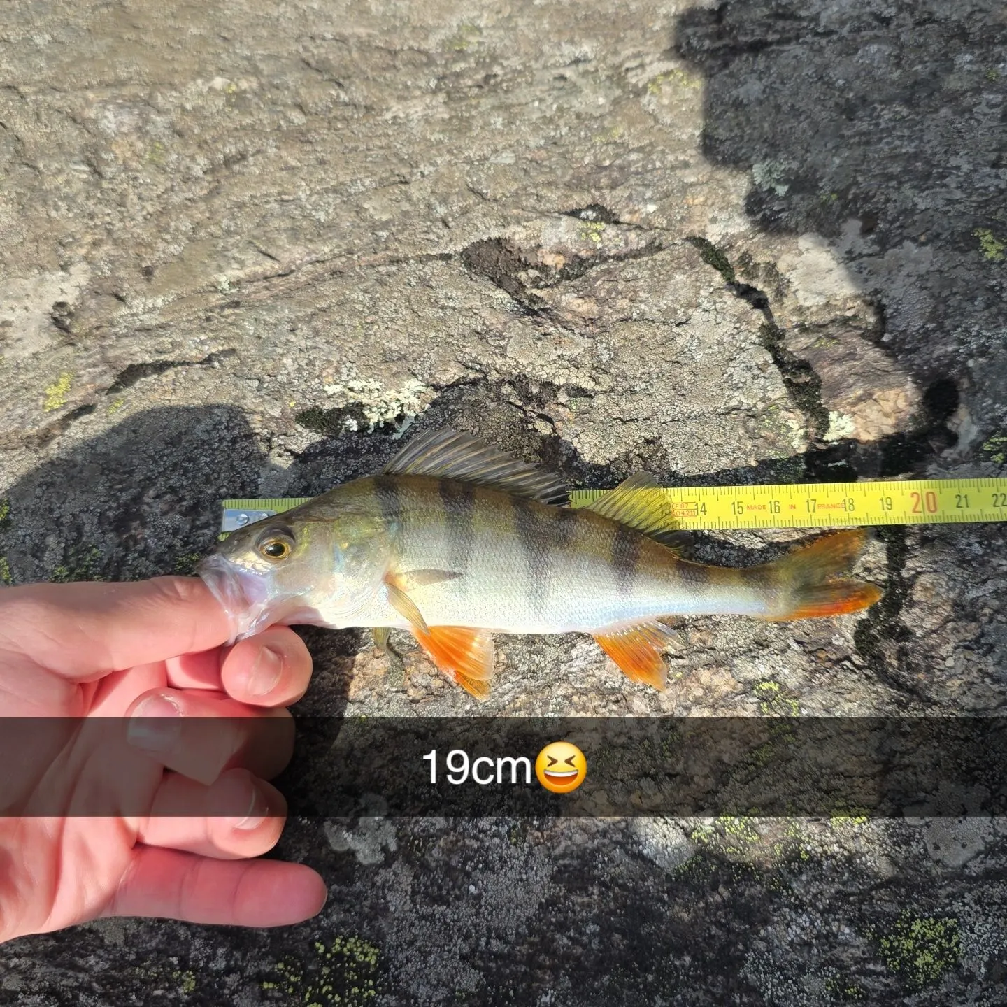 European perch caught on Fishbrain